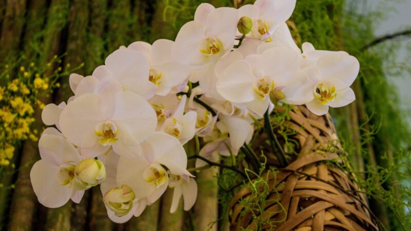 Do Orchids Like Wooden Baskets