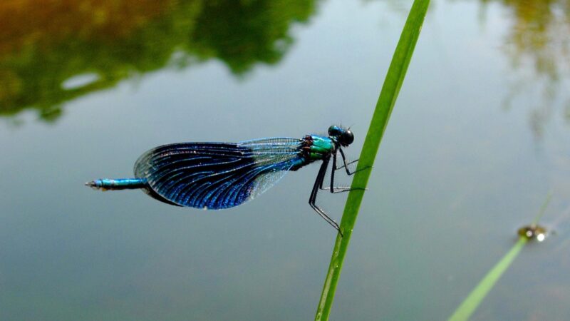 Dragonflies