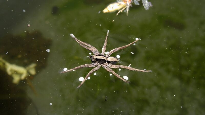 Fishing Spiders