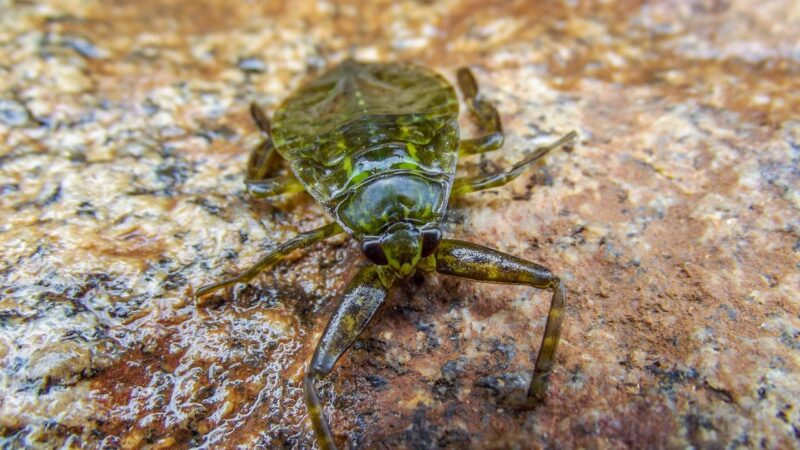 Giant water bugs