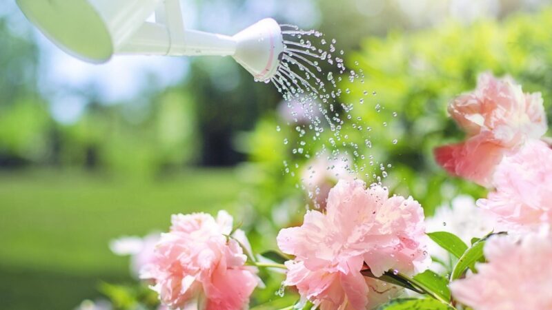 Is it better to water plants with a hose or watering can