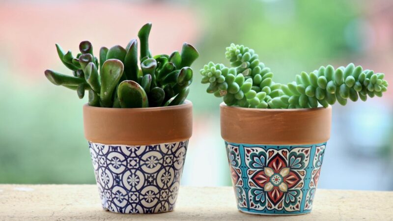 Is the Color of Plant Pots Important