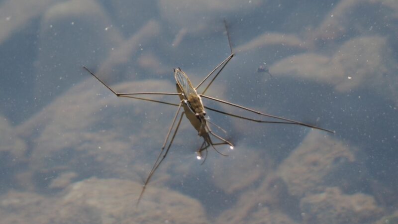 Water Striders