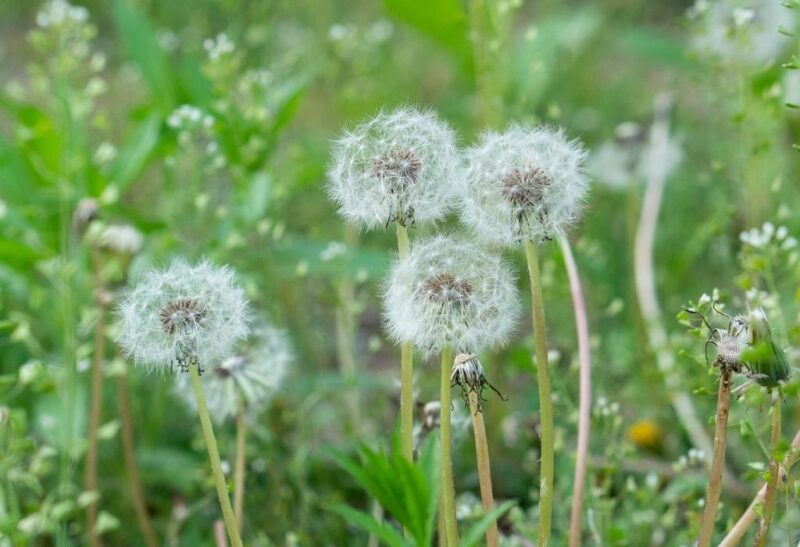 Best Dandelion Removal Tools and Weed Pullers