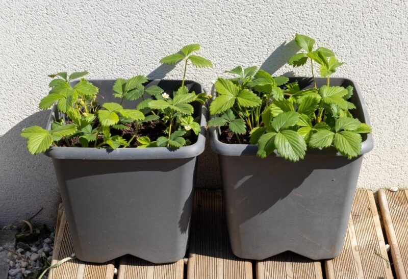 Best Strawberry Planters, Pots, and Towers