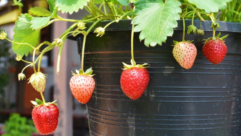 Can Strawberries Survive Winter in Pots