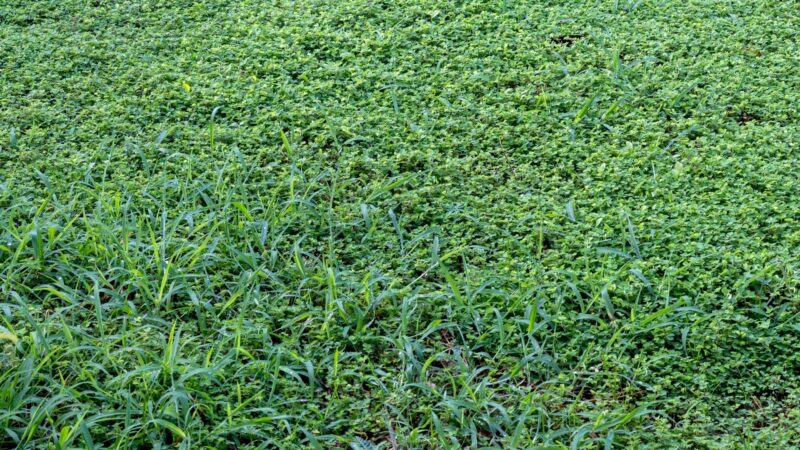 Grassy and Grass-like Weeds