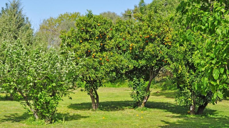 How Often to Use Citrus Tree Fertilizer
