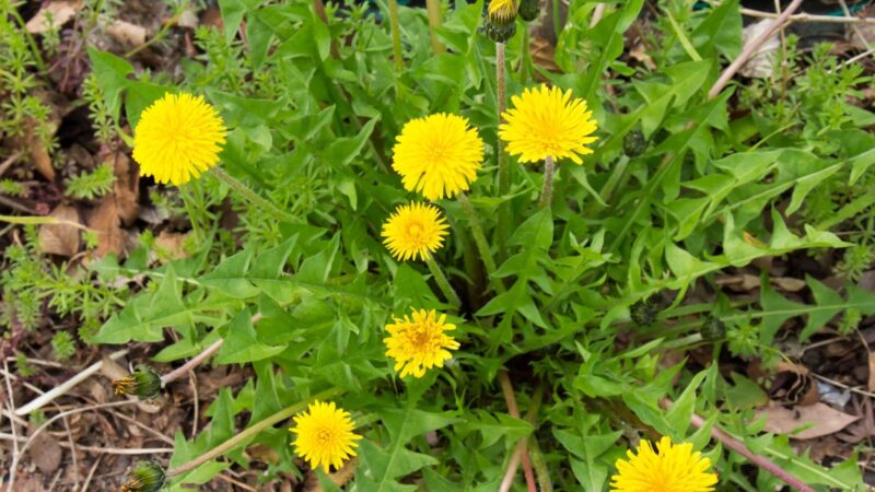 How To Choose A Dandelion Removal Tool