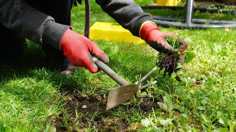 Tools for Pulling Weeds