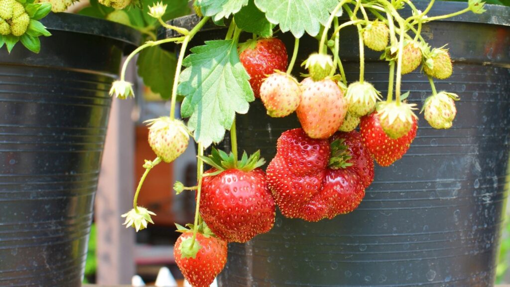 What Are the Types of Strawberry Planters