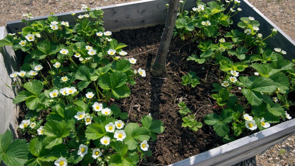 What Is the Best Potting Soil for Strawberries