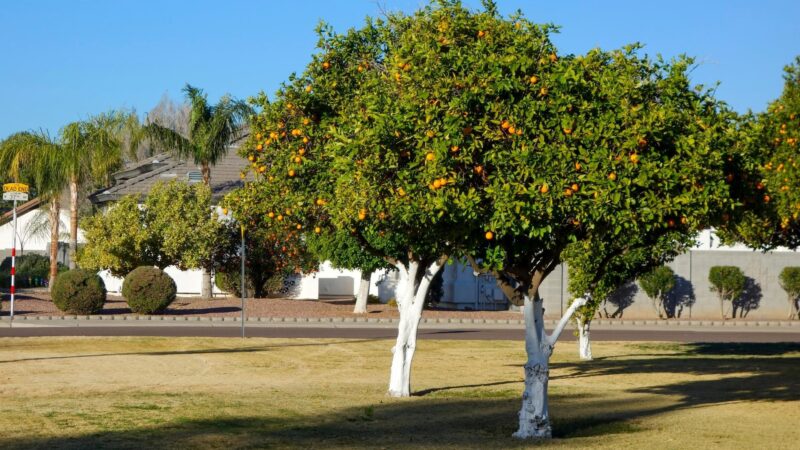 What Is the Best Time to Fertilize Fruit Trees