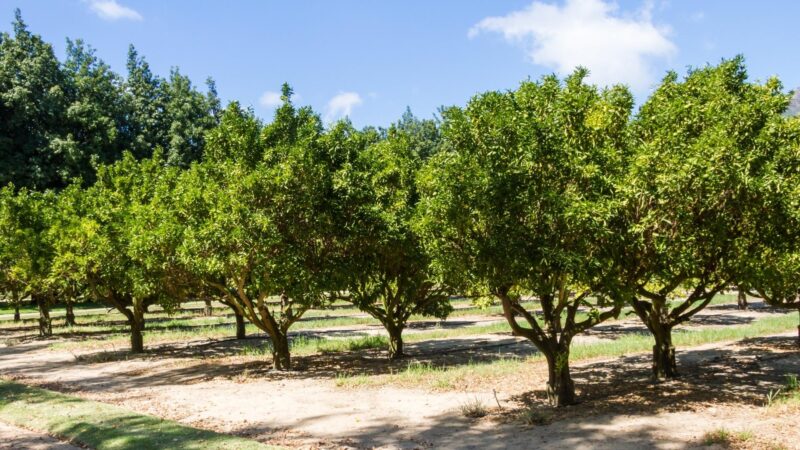 What Month Do You Fertilize Citrus Trees