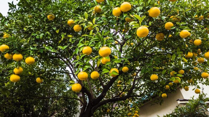 When Should You Not Fertilize Fruit Trees