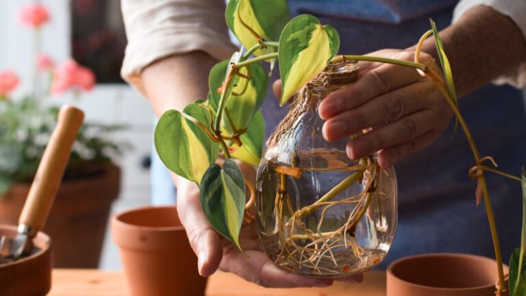 11 Best Plant Propagation Stations and Planter Test Tubes | Check ...