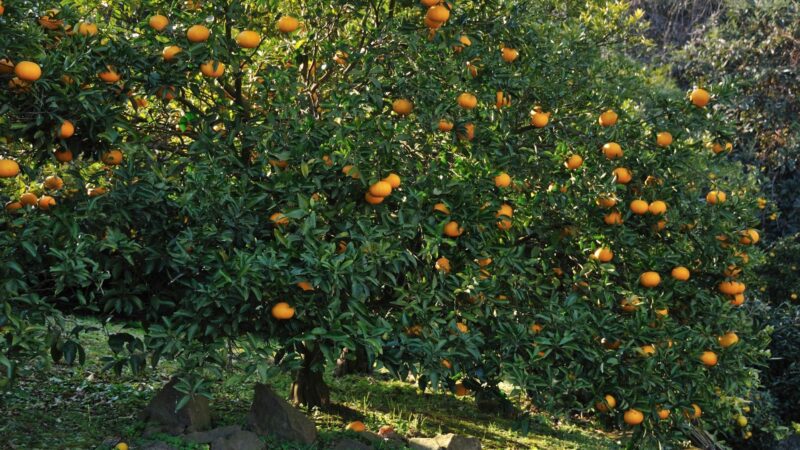 When to Fertilize Citrus Trees