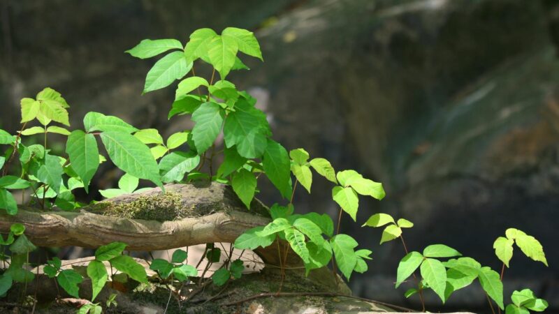 Woody and Vining Weeds.