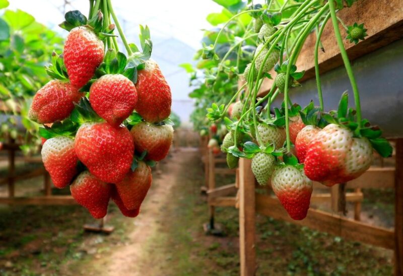 Best Strawberry Fertilizers