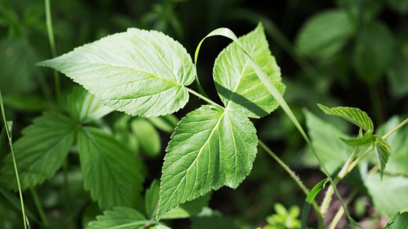 Buying Guide for the Best Poison Ivy Killers