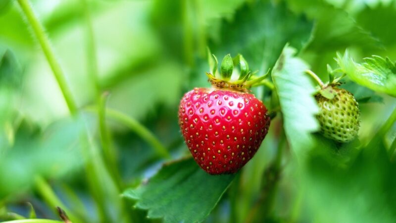 Do I Need to Fertilize Strawberry Plants