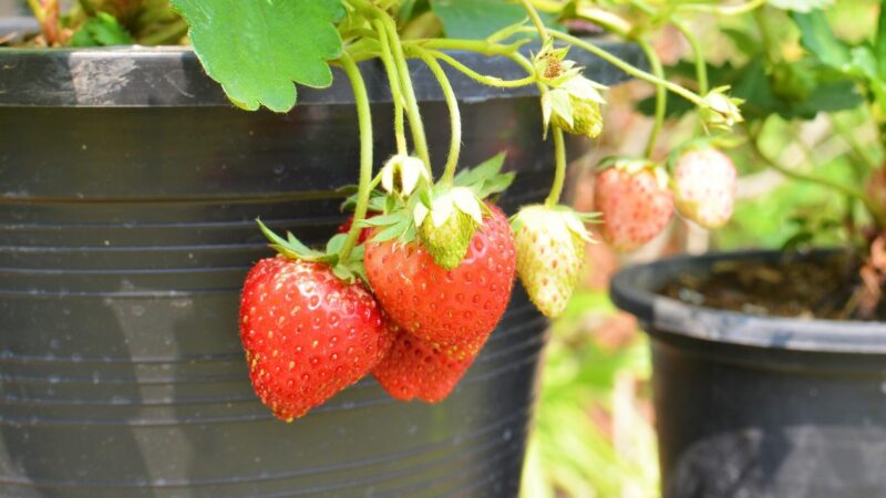 How Can I Make My Strawberries Grow Bigger and Sweeter