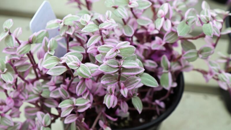 How to Use Callisia Repens to Decorate My Home