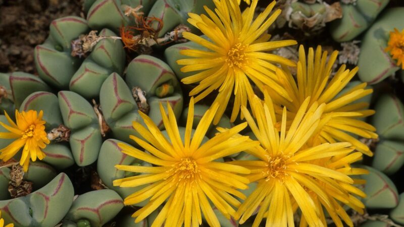 Is Conophytum Pageae Toxic