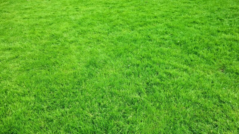 Is Zoysia Grass Good For You