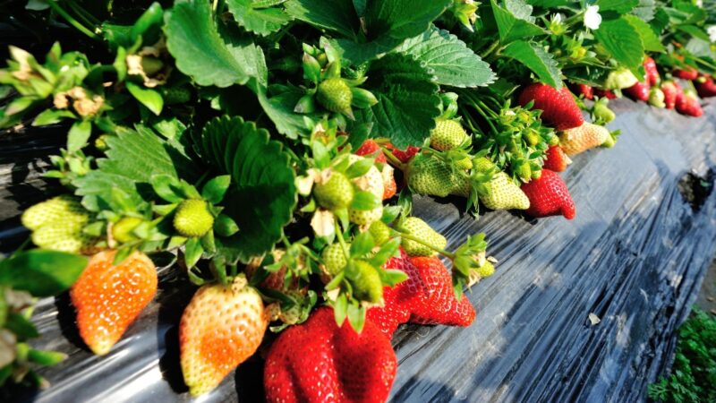 What Are the Different Organic Fertilizers for Strawberries