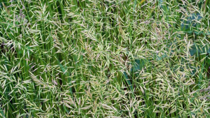 What Causes Creeping Bentgrass