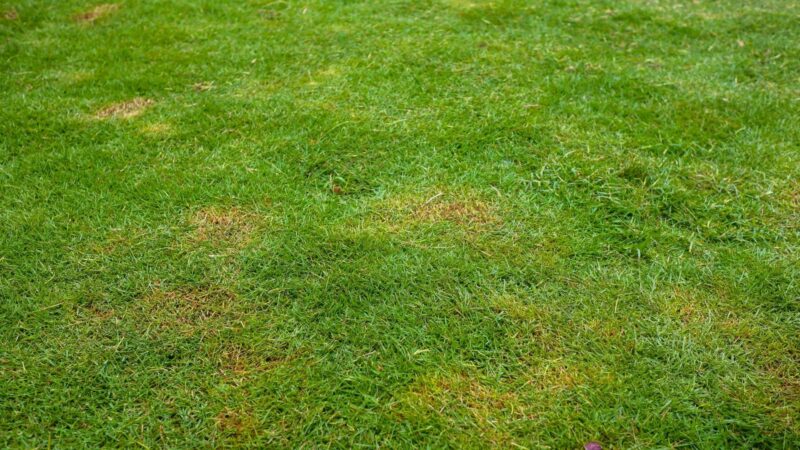 What Is Zoysia Grass