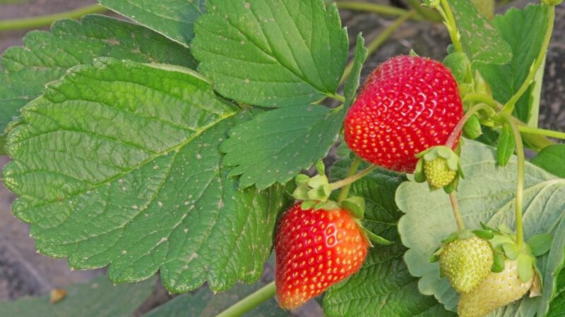 When to Fertilize Strawberries