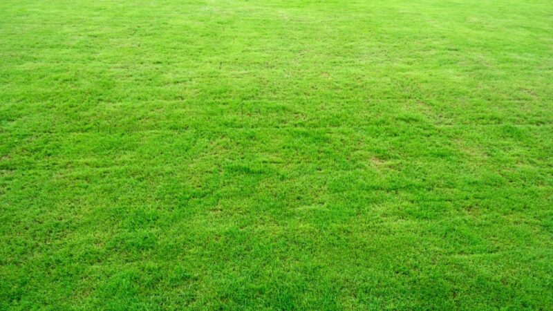 When to Grow Zoysia Grass