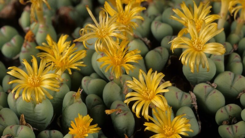 When to Plant Conophytum Pageae