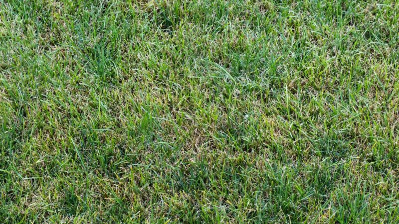 Where Does Zoysia Grass Grow Best