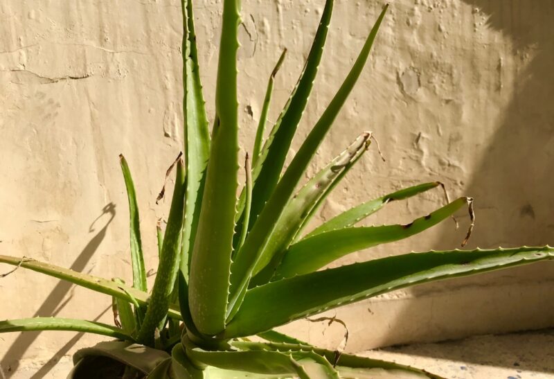 9 Causes of a Dying Aloe Vera Plant