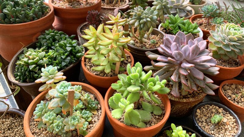Can You Save a Dying Succulent