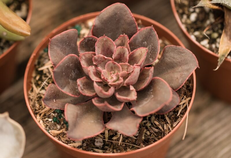 How to Revive a Dying Succulent Plants