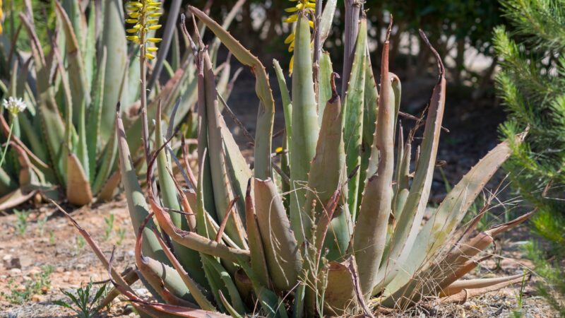 What Does an Unhealthy Aloe Vera Plant Look Like
