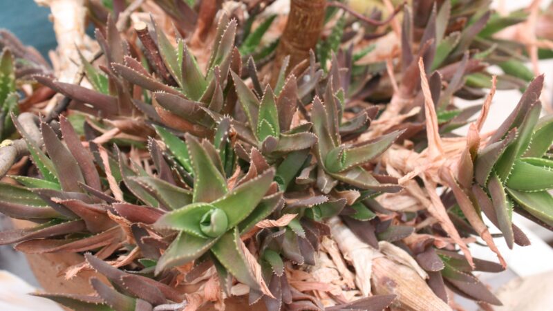 Why Are My Succulent Plants Dying