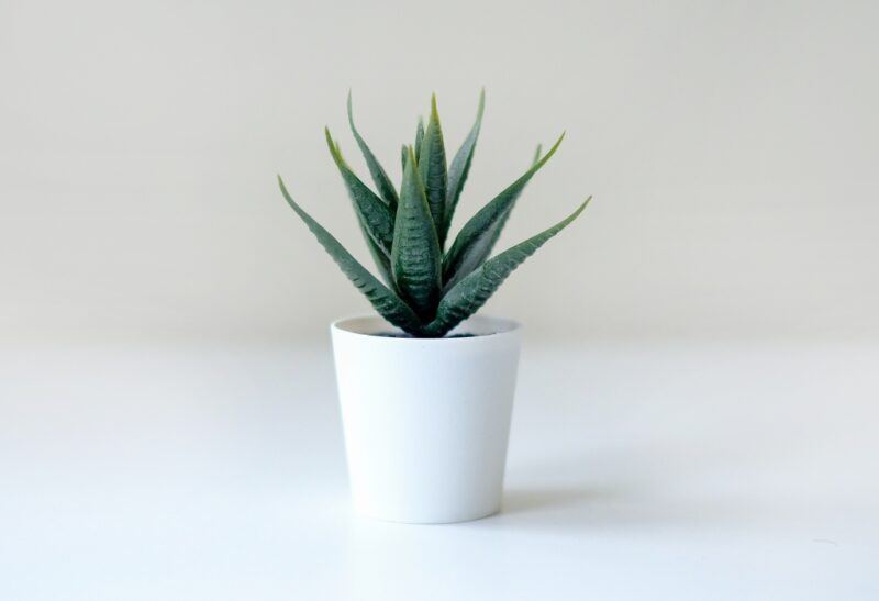 10 Best Pots for Aloe Vera Plants
