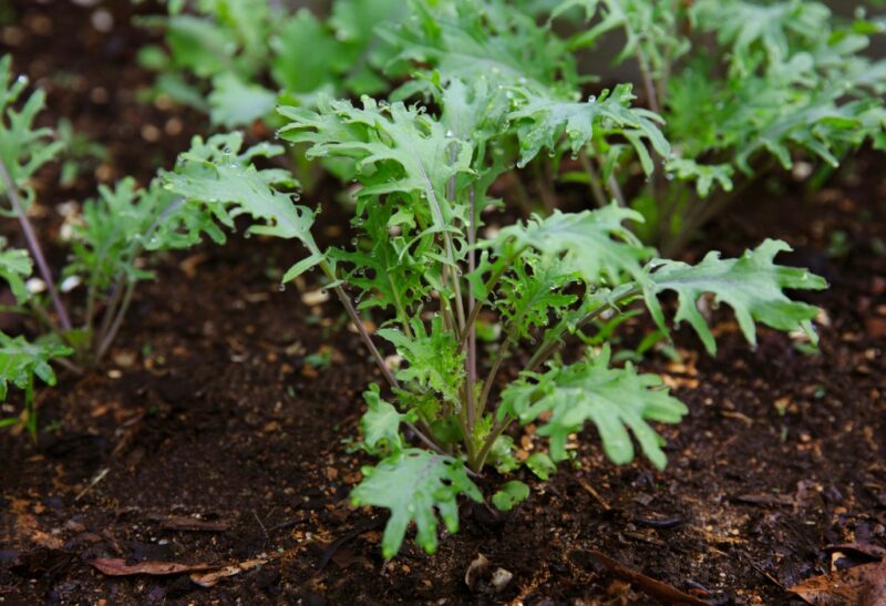 15 Different Types of Kale