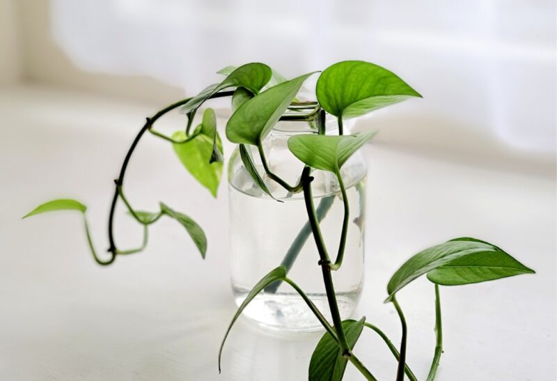 27 Indoor Plants That Grow in Water