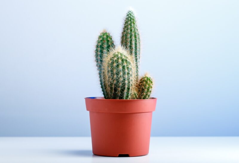 5 Ways to Propagate a Cactus