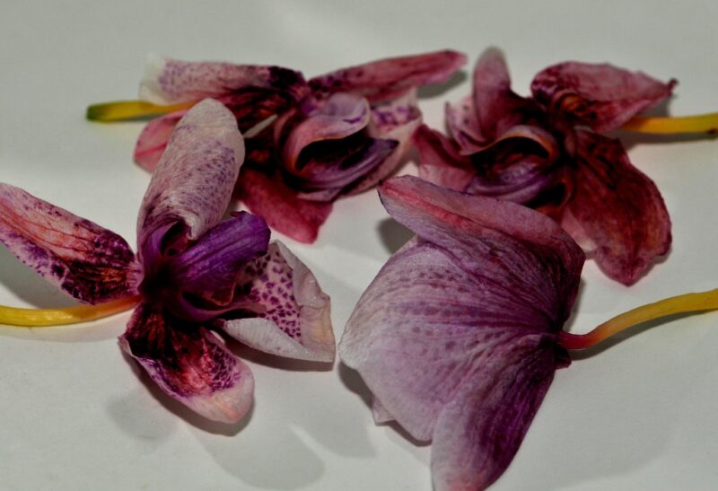 8 Causes of a Wilting Orchid