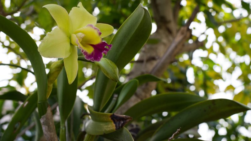 8 Reasons Why Orchid Leaves Turning Yellow