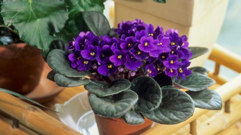 African Violet