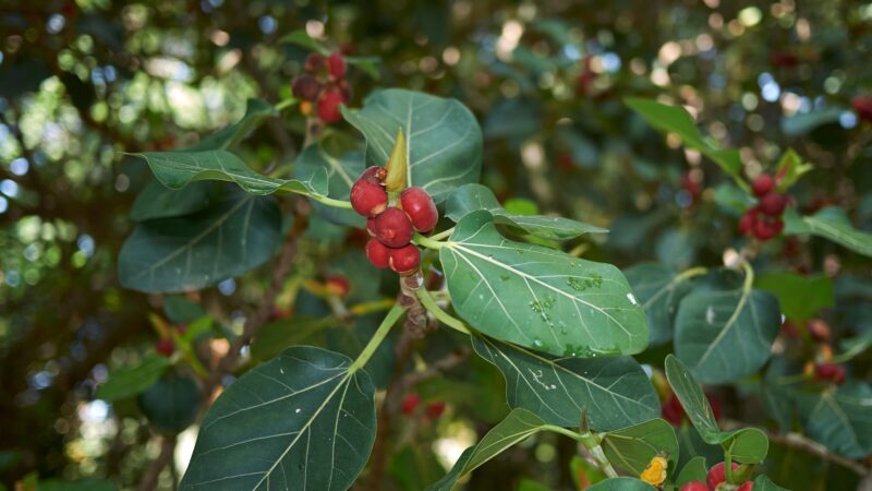 Audrey Ficus