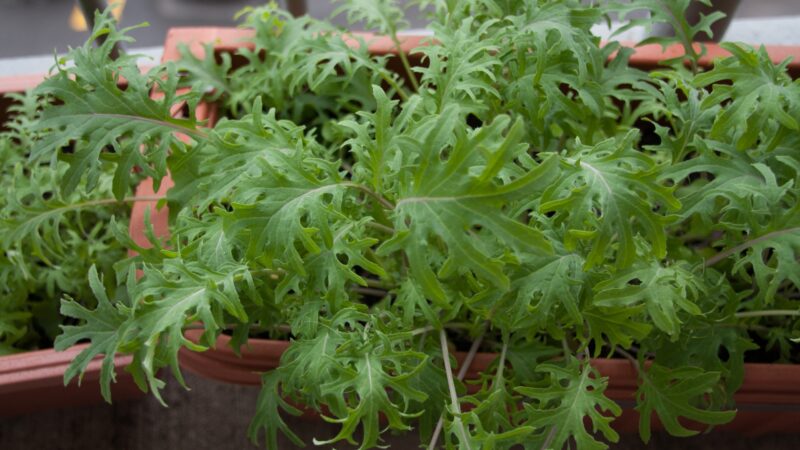 Baby Kale